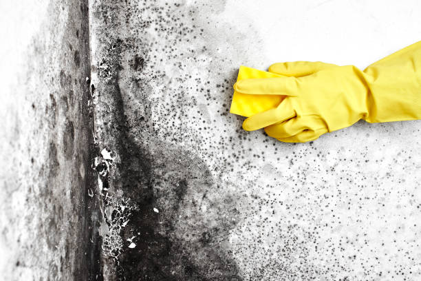 Professional Mold Removal in St James City, FL