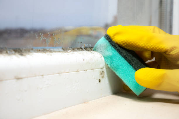 Best Commercial Mold Removal  in St James City, FL